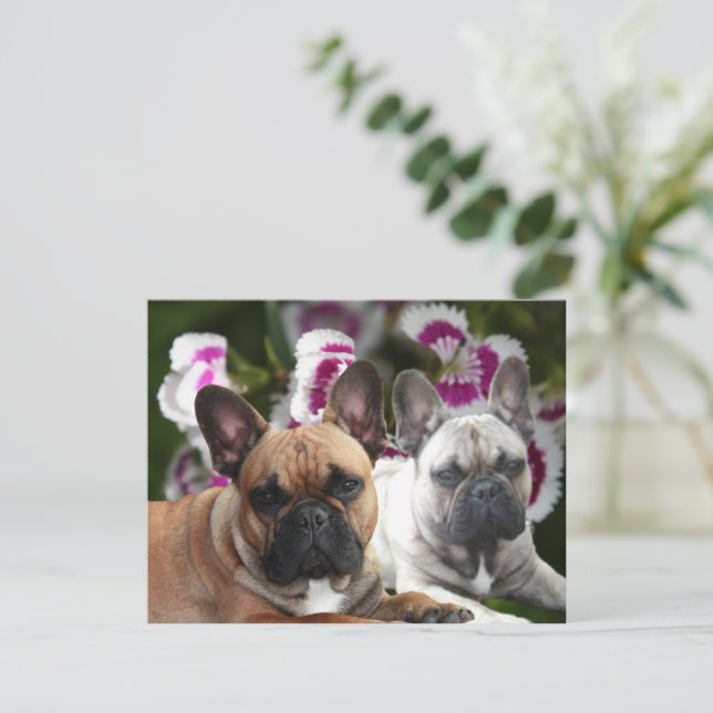 French Bulldog postcard (Standing Front)
