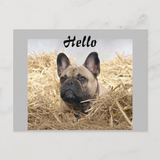 French Bulldog postcard (Front)