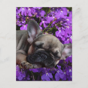 French bulldog postcard