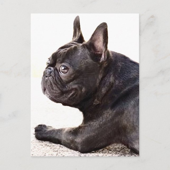 French Bulldog Postcard (Front)