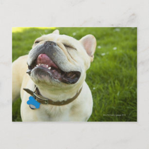 French Bulldog Postcard