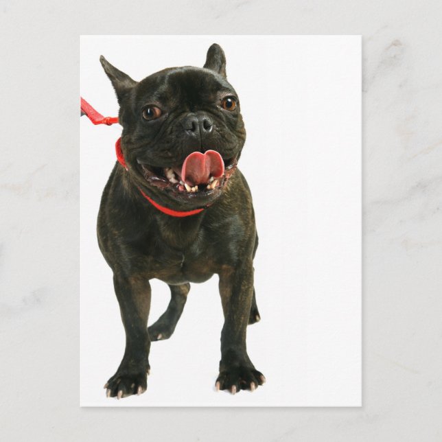 French Bulldog Postcard (Front)
