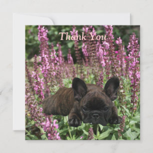 French Bulldog Postcard Thank You