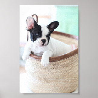 French Bulldog poster