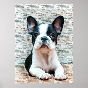 French Bulldog poster