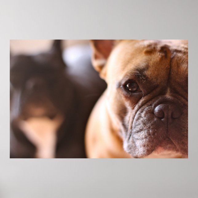 French Bulldog Poster (Front)