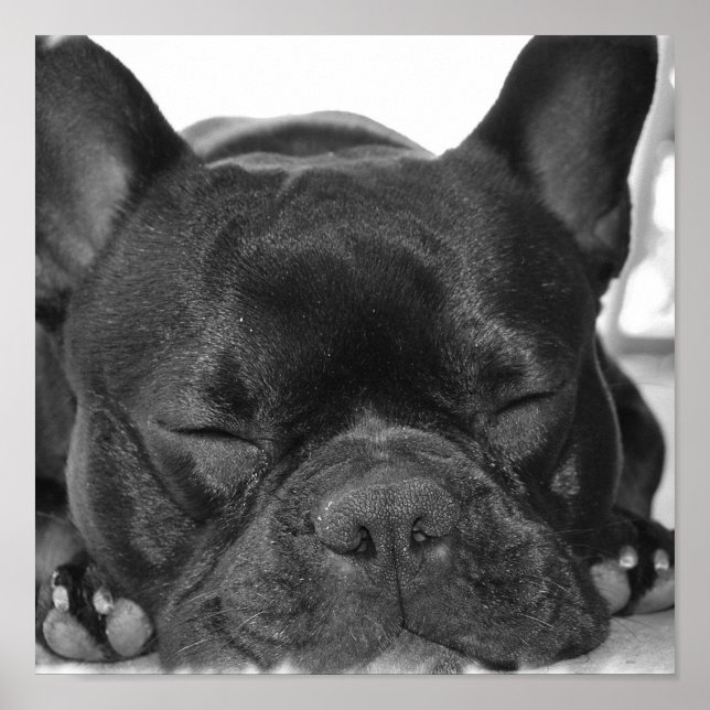 French Bulldog Print (Front)