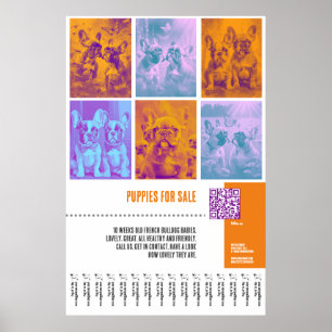 French Bulldog Puppies for Sale huge poster