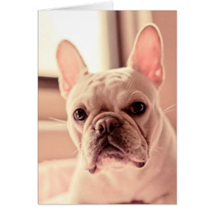 French Bulldog Puppy