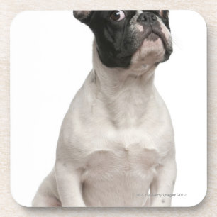 French Bulldog puppy (5 months old) Coaster