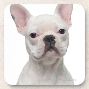 French Bulldog Puppy (5 months old) Coaster