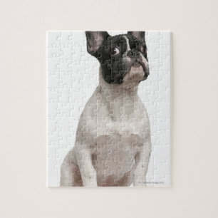 French Bulldog puppy (5 months old) Jigsaw Puzzle