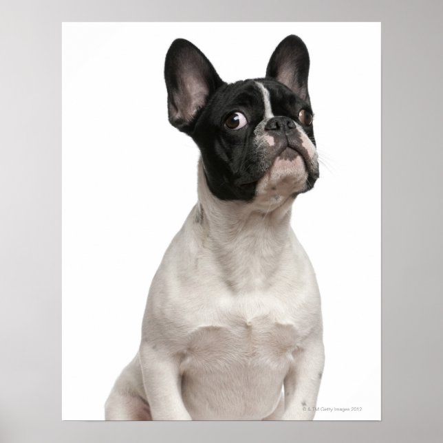 French Bulldog puppy (5 months old) Poster (Front)