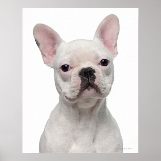 French Bulldog Puppy (5 months old) Poster (Front)