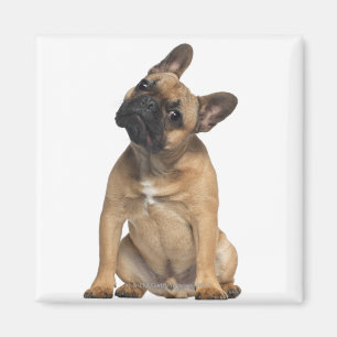 French Bulldog puppy (7 months old) Magnet