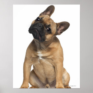 French Bulldog puppy (7 months old) Poster