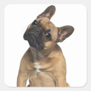 French Bulldog puppy (7 months old) Square Sticker