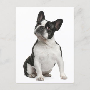 French Bulldog Puppy Dog Post Card