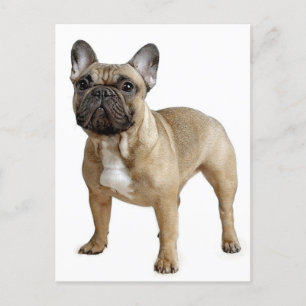 French Bulldog Puppy Dog Post Card