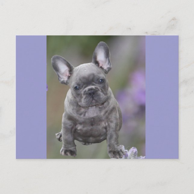 French Bulldog Puppy French Bulldog Postcard (Front)