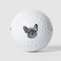 French Bulldog Puppy