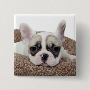 French Bulldog Puppy Lying In A Dog Bed 15 Cm Square Badge
