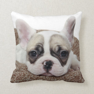 French Bulldog Puppy Lying In A Dog Bed Cushion
