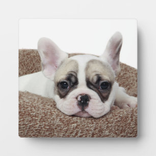 French Bulldog Puppy Lying In A Dog Bed Plaque