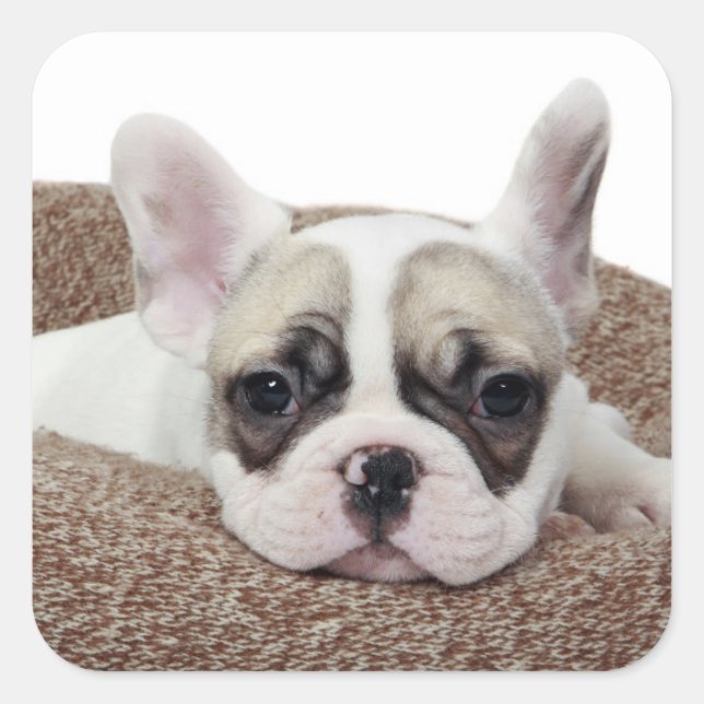 French Bulldog Puppy Lying In A Dog Bed Square Sticker (Front)