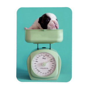French Bulldog Puppy Magnet