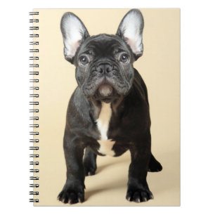 French Bulldog Puppy Notebook