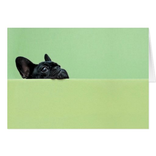 Image of French Bulldog Puppy Peering Over Wall