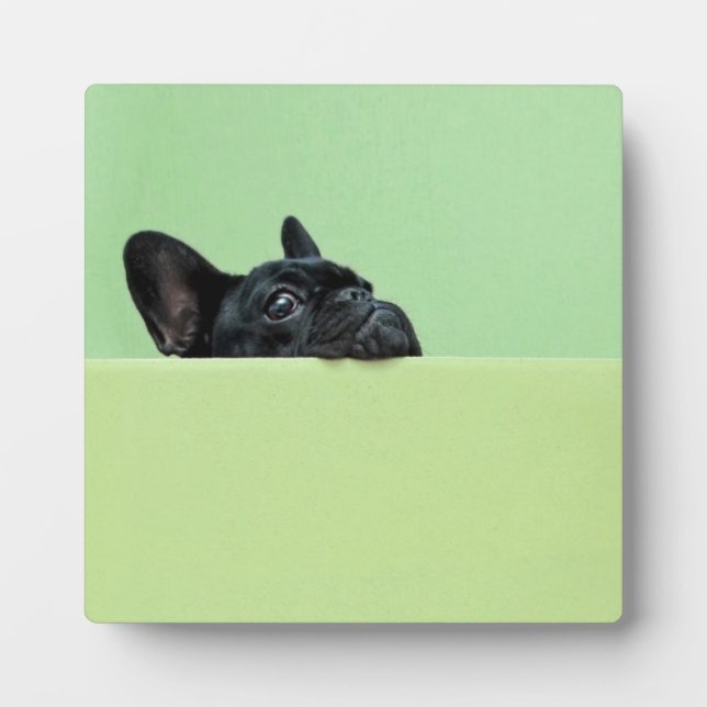 French Bulldog Puppy Peering Over Wall Plaque (Front)