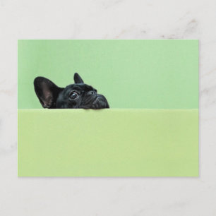 French Bulldog Puppy Peering Over Wall Postcard