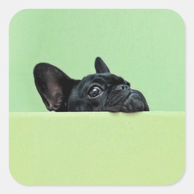 French Bulldog Puppy Peering Over Wall Square Sticker (Front)