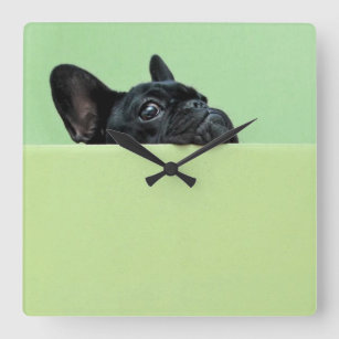 French Bulldog Puppy Peering Over Wall Square Wall Clock