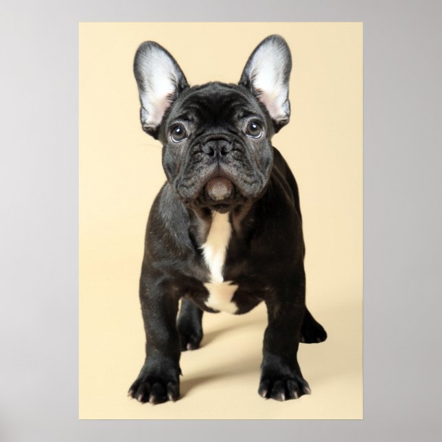 French Bulldog Puppy Poster (Front)