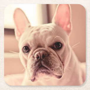French Bulldog Puppy Square Paper Coaster