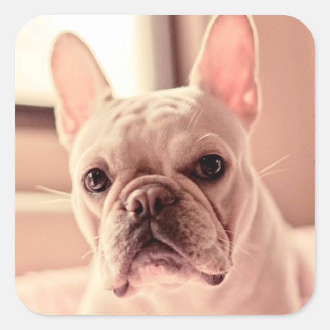 French Bulldog Puppy Square Sticker (Front)
