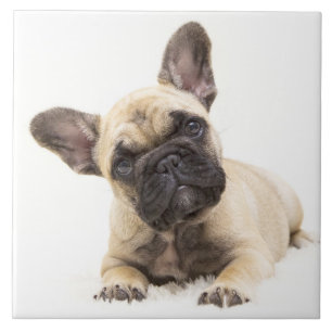French Bulldog Puppy Tile
