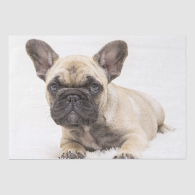 French Bulldog Puppy Tissue Paper (Front)