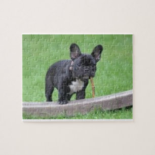 French Bulldog Puzzle