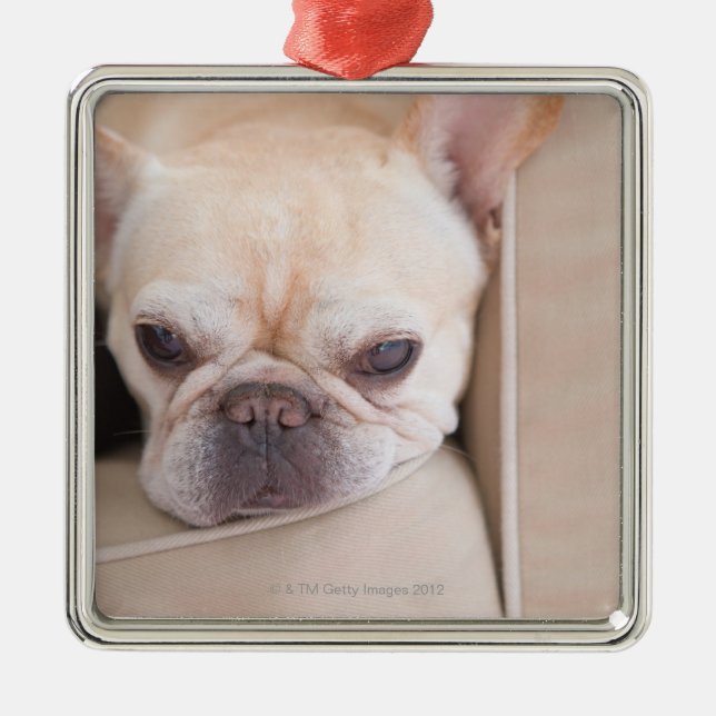 French bulldog resting on sofa metal tree decoration (Front)