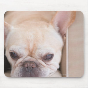 French bulldog resting on sofa mouse mat