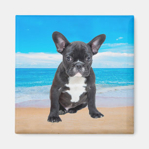 French Bulldog Sitting On Beach Magnet
