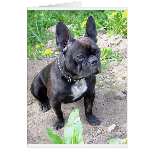 french-bulldog-sitting.png (Front)