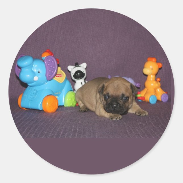 French Bulldog small puppy Bulldog Classic Round Sticker (Front)