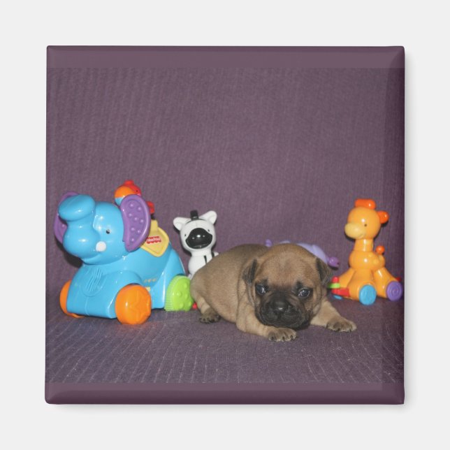 French Bulldog small puppy Bulldog Magnet (Front)