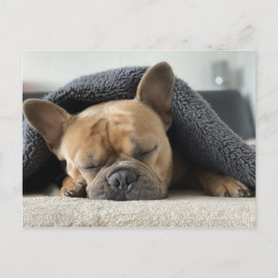 French Bulldog Sound Asleep Postcard