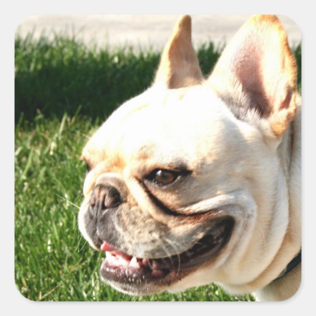 French Bulldog Square Sticker (Front)